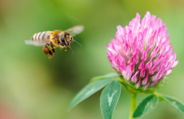 A bee is flying over a pink flower