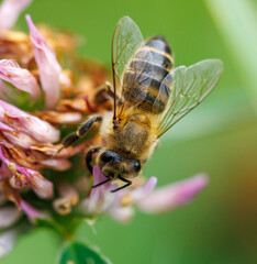 A bee is on a flower