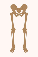 Human leg and pelvis bones illustration showing femur, tibia, fibula, and feet anatomy. eps 10