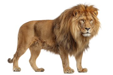 Majestic lion with golden-brown mane and intense amber gaze, powerful body structure and fine fur detail, isolated on transparent background
