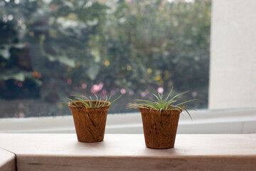 Cozy Window Scene of Two Air Plants with Blurred Green Outdoor View Background.