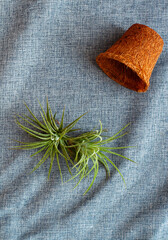 Minimalist Vertical Flat Lay of Unpotted Tillandsia and Empty Pot with Ample Copy Space for Mobile Design.