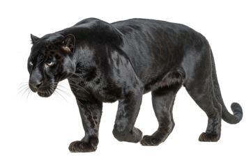 Stealthy black panther with glossy dark coat, hidden rosettes under soft light and tense predatory focus, isolated on transparent background
