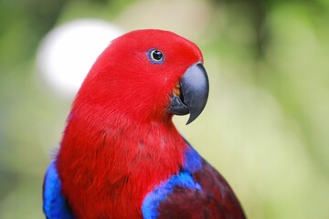 Stunning Eclectus Parrot (Eclectus roratus) with vibrant feathers and captivating blue eyes makes a perfect wildlife portrait