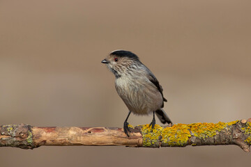 Fototapeta premium Long-tailed Tit standing on a lychee branch