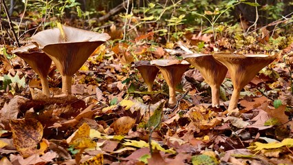 Funnel mushroom autumn fruit of the forest in the afternoon warm light	