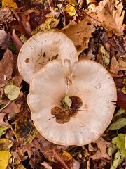 Funnel mushroom autumn fruit of the forest in the afternoon warm light	