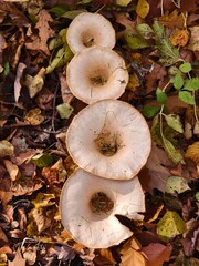 Funnel mushroom autumn fruit of the forest in the afternoon warm light	