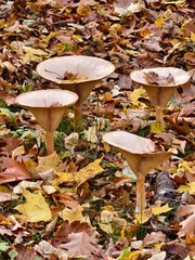 Funnel mushroom autumn fruit of the forest in the afternoon warm light	