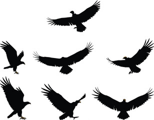 Bird silhouette flying, eagle landing pose, hawk gliding wings, raptor motion, predator flight, wildlife vector, isolated white background, dynamic posture