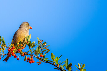 ピラカンサとカワラヒワ