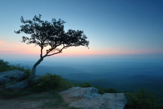 solitary tree stands majestically against breathtaking sunset epitomizing summer landscapes across all  states in