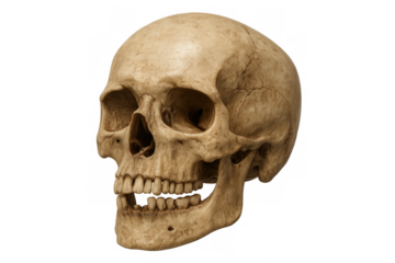 Human skull bone head, side view, anatomy and biology study, creating a memento mori concept on transparent background