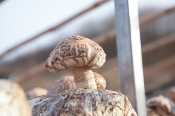Shiitake mushrooms growing on artificial cultivation base in greenhouse farming operation
