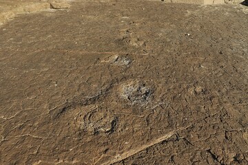 Dinosaur Footprints Sequence on Rock Surface