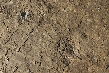 Dinosaur Footprints Sequence on Rock Surface