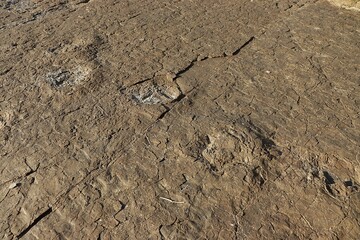 Dinosaur Footprints Sequence on Rock Surface