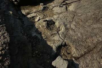 Dinosaur Footprints Sequence on Rock Surface