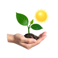 Hand cradling a young sprout, with the sun in the background, all set on black