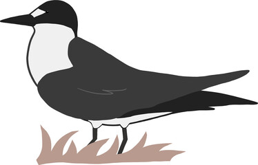 검은 등 제비 갈매기