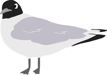 검은 머리 갈매기