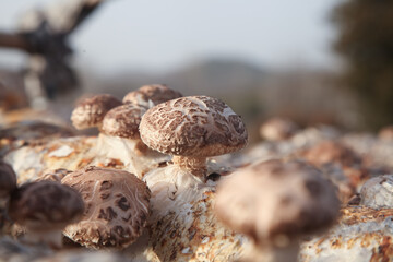 Shiitake Mushroom Cultivation in Greenhouse Base - Commercial Farming and Artificial Growing Methods