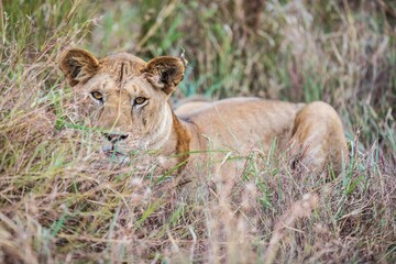 Lioness Resting and Watching from the Tall Savannah Grass, Serengeti, Tanzania