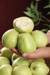 Fresh Guangxi Guava Fruits with White Heart-Shaped Flesh in Hand