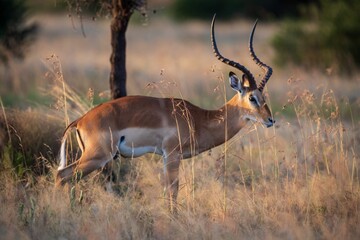 Golden Antelope: Impala Ram in the Warm Savanna Grass