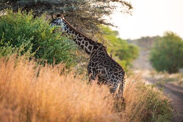 Golden Hour Feast: Giraffe Grazing in Tall Savanna Grass
