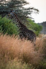 Golden Hour Feast: Giraffe Grazing in Tall Savanna Grass