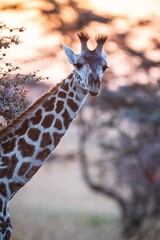 Giraffe Browsing on Thorn Tree at Golden Hour Sunset, Serengeti, Tanzania