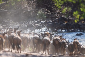 The Great Migration: Wildebeest Charging Across a River in Serengeti, Tanzania