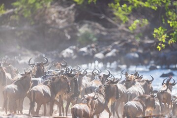 The Great Migration: Wildebeest Charging Across a River in Serengeti, Tanzania
