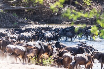 The Great Migration: Wildebeest Charging Across a River in Serengeti, Tanzania