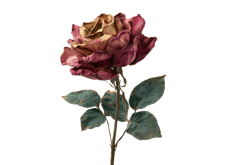 Fading rose burgundy petals, weathered leaves on black