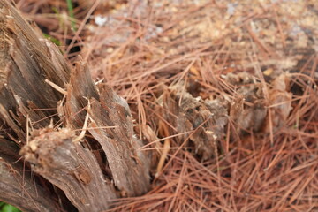 close up of a nest of hay