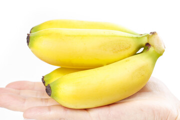 Small Sweet Hainan Emperor Bananas in Hand White Background Tropical Fruit