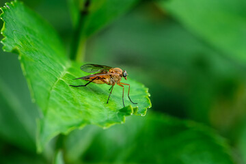 Macro of a robber fly