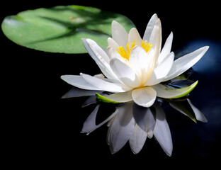 White water lily blossom in a pond