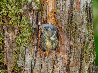 巣穴から顔をだすコゲラ