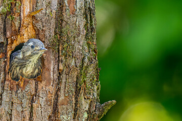 Obraz premium 巣穴から顔をだすコゲラ