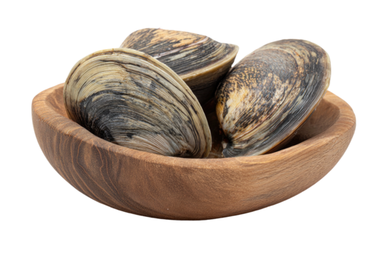 Three clams in wood bowl, speckled shell, isolated
