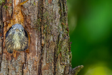 Obraz premium 巣穴から顔をだすコゲラ