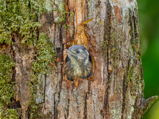 巣穴から顔をだすコゲラ