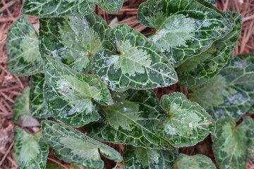 frost on leaves