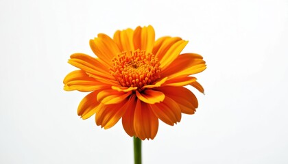 Vibrant orange marigold flower with delicate petals, rich color stands out. Isolated on clean white background. Beautiful bloom comes from generative AI tech, artificial creation. Shows digital art