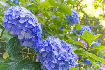 日本の鎌倉にある長谷寺で見られる鮮やかな紫陽花の花