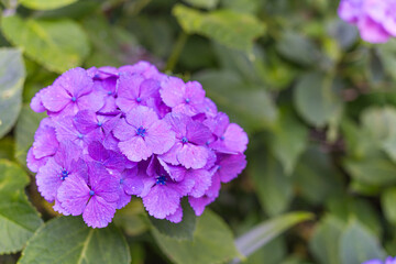 日本の鎌倉にある長谷寺で見られる鮮やかな紫陽花の花