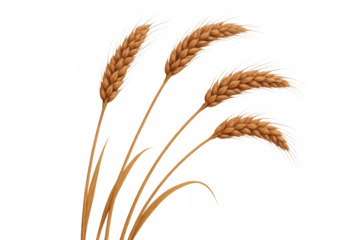 Golden wheat ears representing food production, farming, and summer harvest with a transparent background